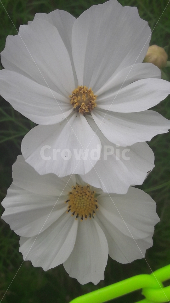 코스모스,꽃,흰색,노랑,순수,식물,자연,plants,nature,꽃,flower