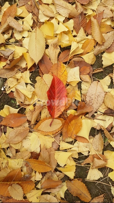가을,낙엽,단풍,가을색,붉은잎