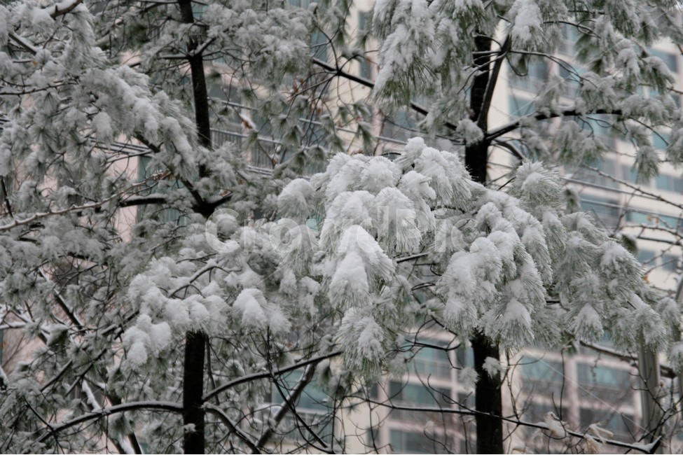 폭설,겨울,소나무,풍경,나무,눈,계절,겨울,계절,winter,season