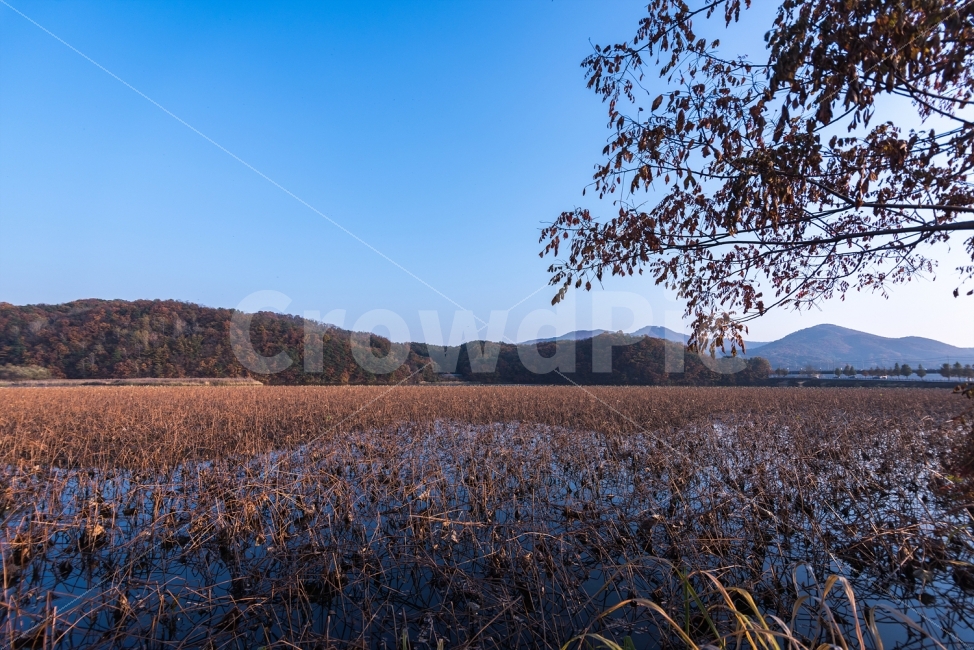 풍경사진,가을사진,가을풍경,가을,단풍,가을,계절,fall,autumn,season,자연,풍경,nature,landscape,한국자연풍경,한국자연경관,korea nature landscape,plant,식물