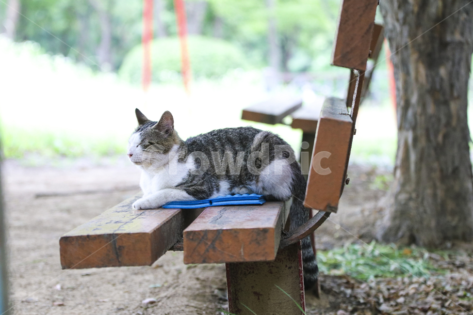 고양이,반려동물,애완동물,귀여움,동물,잠자는고양이,동물,animal,포유류,mammal,고양이,cat,kitten,kitty
