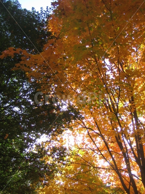 가을,나무,단풍,햇살,빛의흔적,가을,계절,fall,autumn,season,식물,자연,plants,nature,leaf,잎,plant,tree