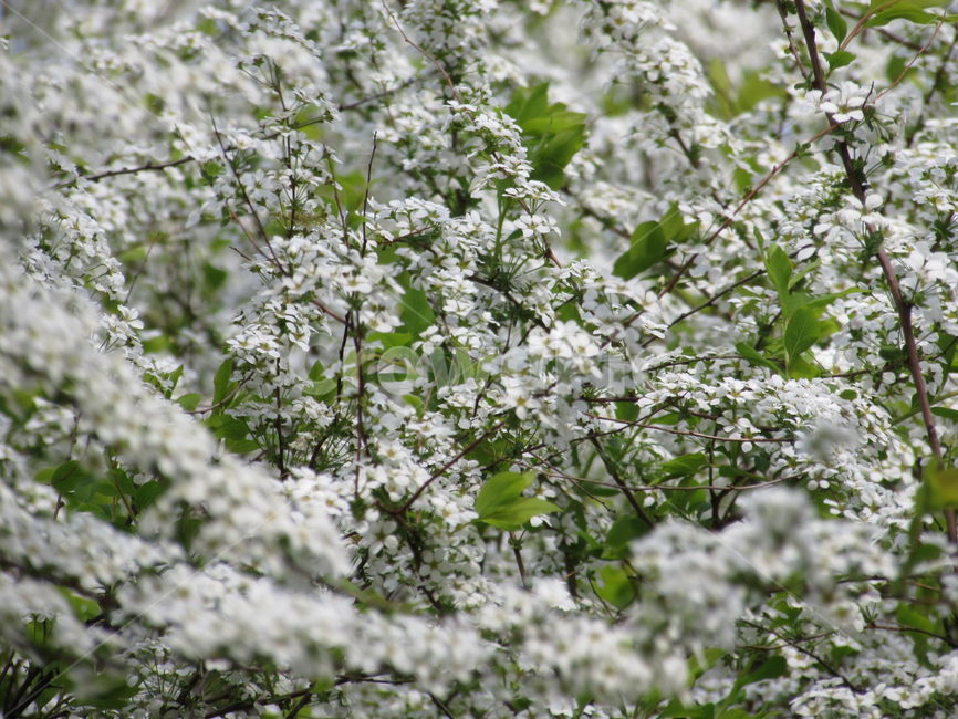 봄,꽃,나무,흰색,자연,봄,계절,spring,season,plant,식물,blossom,flower