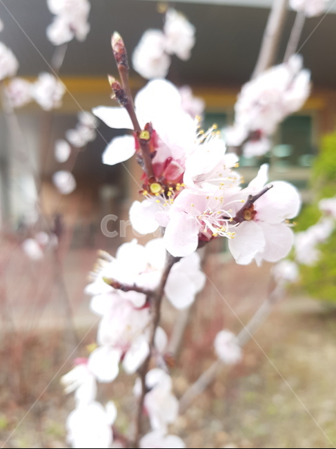 식물,꽃,자연,flower,nature,식물,자연,plants,nature,꽃,flower