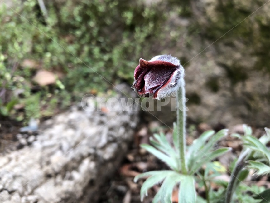 꽃,할미꽃,flower,자연,풍경