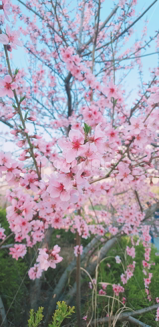 벚꽃,분홍색꽃,꽃,식물,flower,봄,spring,분홍색,pink,봄,계절,spring,season,식물,자연,plants,nature,꽃,flower,plant,blossom
