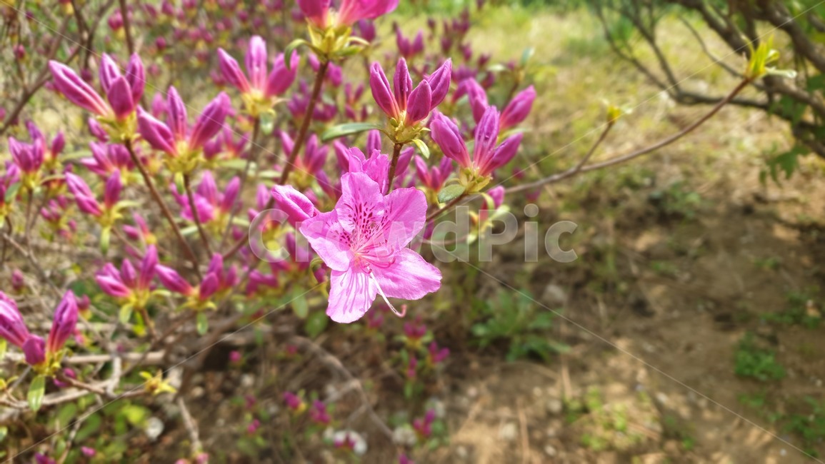 plant,식물,제라늄,flower,꽃,철쭉