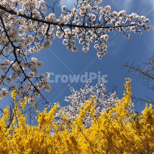 벚꽃,개나리,나무,하늘,산책,푸른하늘,봄,꽃,식물,봄,계절,spring,season,plant,flower,blossom