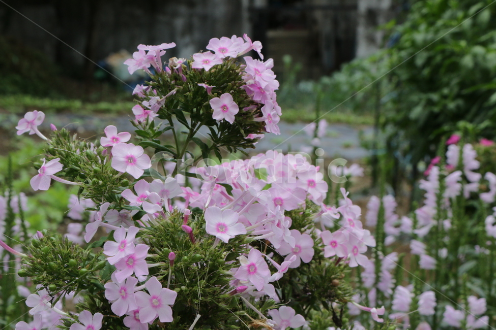 식물,꽃,분홍꽃,하얀꽃,꽃다발,식물,자연,plants,nature,꽃,flower