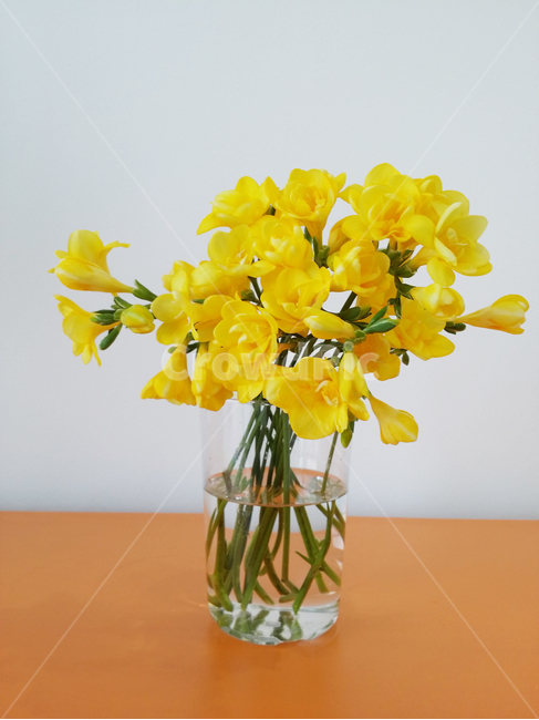 후리지아,꽃,노란꽃,꽃병,봄,flower,plant,blossom,furiziaflowers,식물,자연,plants,nature,꽃,flower