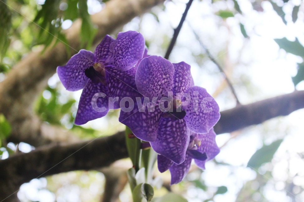 꽃,식물,자연,flower,보라색,난,난초,점,점박이,향,향기,꽃내음,식물,자연,plants,nature,꽃,flower