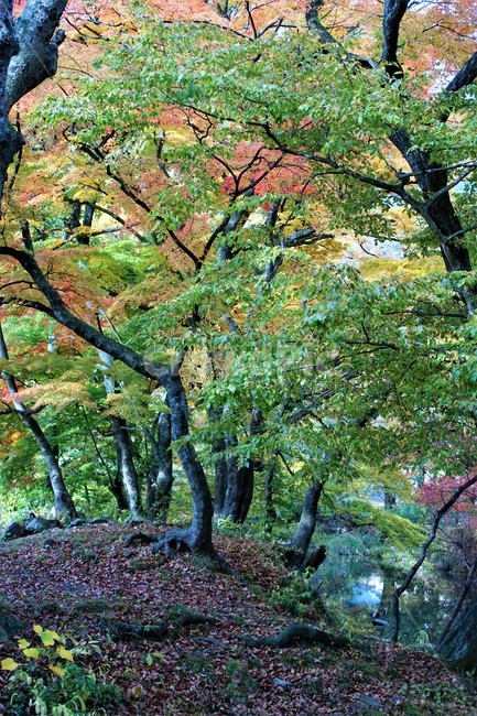 가을,단풍,낙엽,나무,풍경,계절,식물,숲속,단풍잎,단풍나무,초록색,노란색,붉은색,season,autumn,nature,fall,trees,green,red,yellow,자연풍경,감성,가을,계절,fall,autumn,season,자연,풍경,nature,landscape,tree,plant,tree trunk,나무 줄기