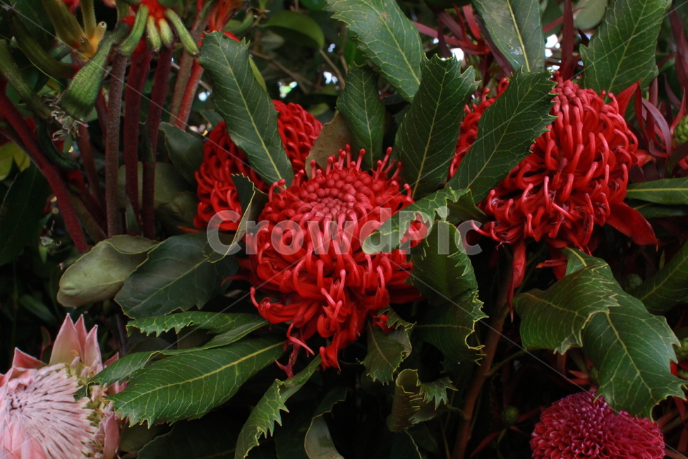 꽃,빨간색,분홍색,flower,red,pink,yellow,여러가지,꽃,flower