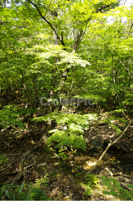 나무,잎,초록,빛,자연,식물,자연,plants,nature,나무,trees,wood