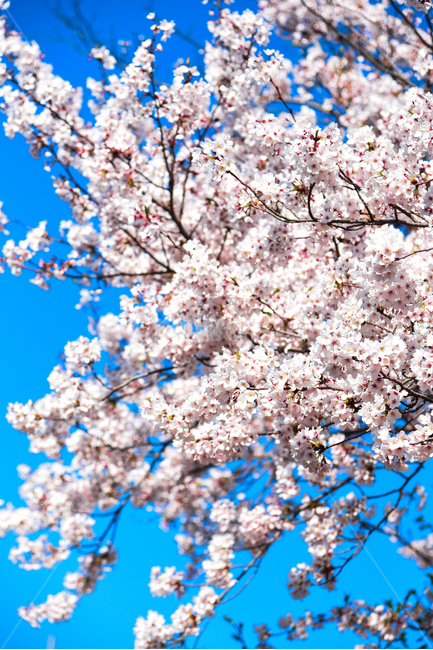 벚꽃,봄,봄꽃,꽃,식물,자연,핑크,핑크색꽃,계절,시즌,spring,春,スプリング,桜,벚나무,하늘,파란색,봄,계절,spring,season,식물,자연,plants,nature,꽃,flower,plant,blossom,cherry blossom