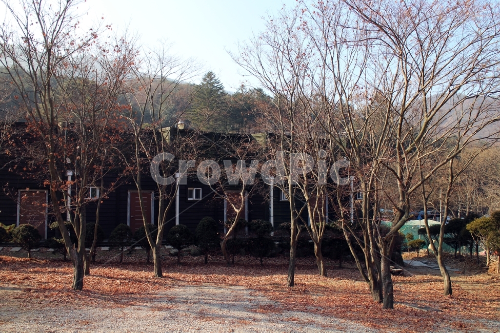 겨울,펜션,앞마당,자연,숲,나무,나뭇가지,가지,낙엽,가을,계절,fall,autumn,season,건축물,건물외관,exterior,building,structure,architecture,construction,tree,plant,식물,nature