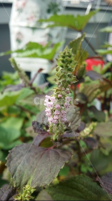 봄,꽃,작은꽃,flower,spring,식물,자연,plants,nature,꽃,flower