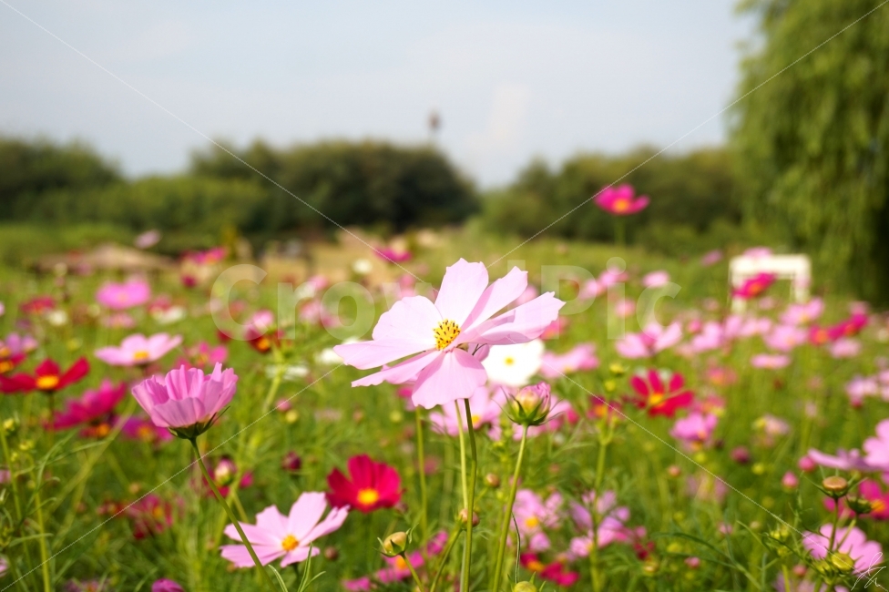 공원,하늘공원,꽃,코스모스,풍경,가을,식물,자연,plants,nature,가을,계절,fall,autumn,season,꽃,flower,blossom,anemone,아네모네,plant,field,들,outdoors,옥외,grassland,목초지