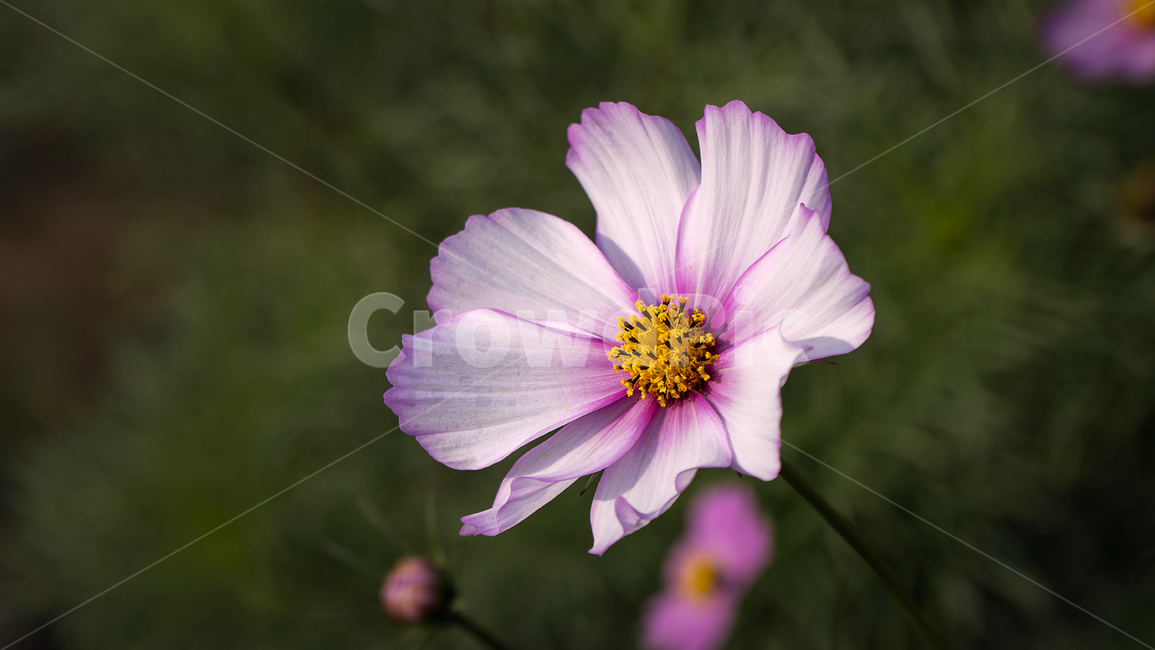 plant,식물,코스모스,가을,꽃,꽃술,가을,계절,fall,autumn,season,식물,자연,plants,nature,꽃,flower