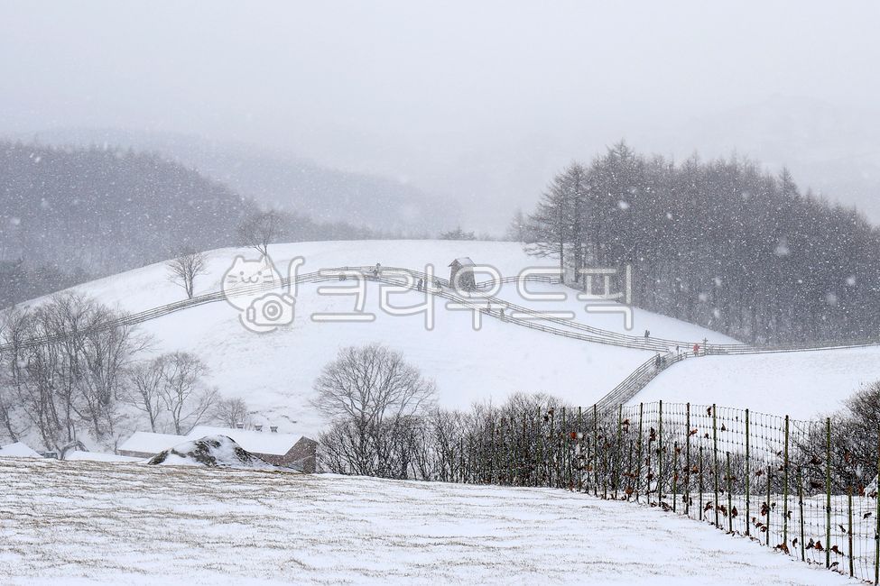 snow scene,nature,hut,tree,winter,trees,sheep ranch,snowy day,outdoors,snow,Daegwallyeong