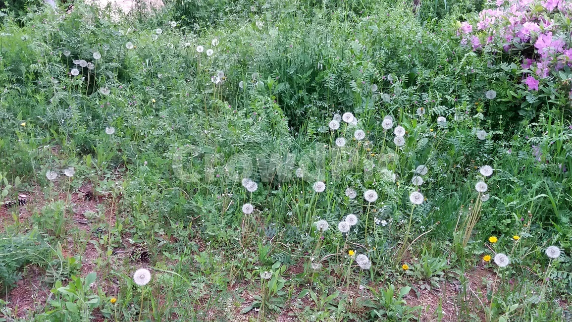풀,잔디,진달래,민들레,하얀,하얀민들레,grass,white,자연,nature