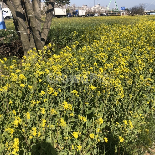 유채꽃,유채꽃밭,flower,yellow,유채