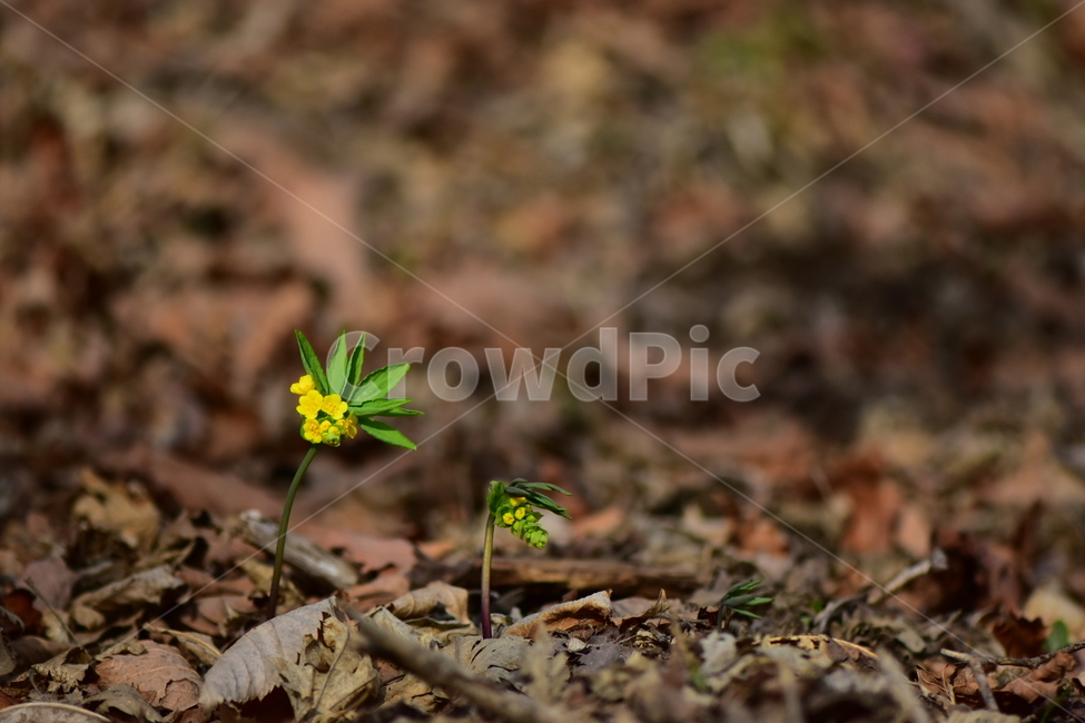 한계령풀,야생화,봄,꽃,풀꽃,자연,식물,식생,plants,nature,spring,season,flower