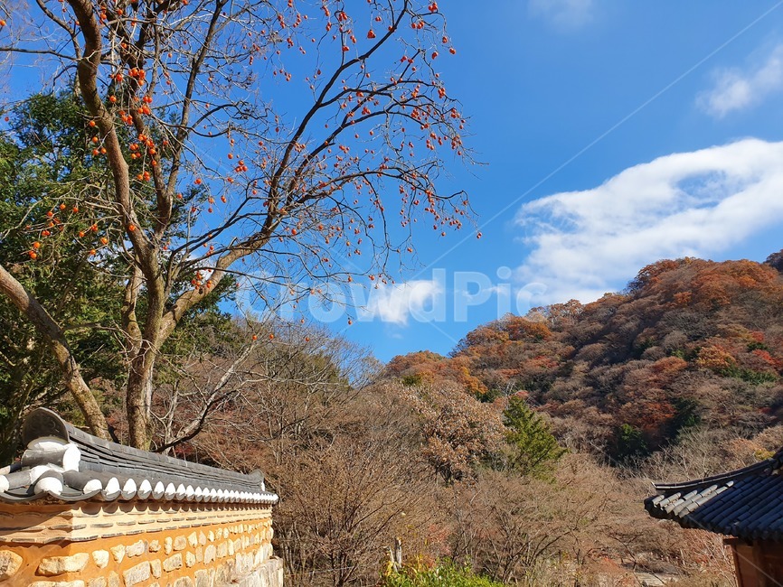 가을풍경,자연,감나무,담장,가을하늘,가을,계절,fall,autumn,season,자연,풍경,nature,landscape