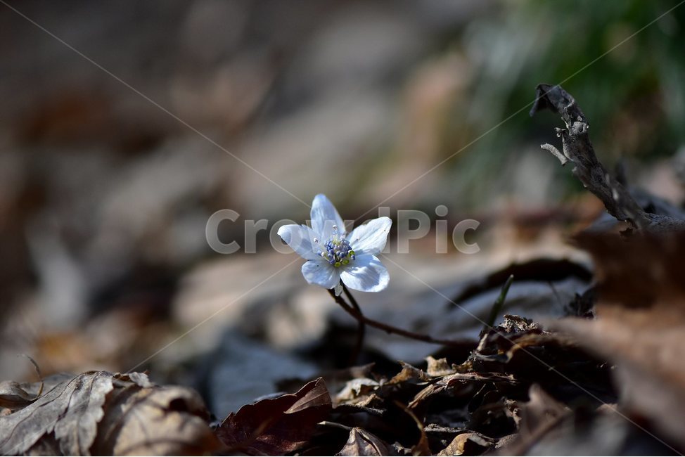 변산바람꽃,2018년,3월,야생화,꽃,생태,식물,자연,들꽃,산꽃,봄,감성,힐링,플라워,계절,시즌,wild,Flower,plants,nature,spring,season,배경,나무,목본,풀,초본,미나리아재비과,너도바람꽃속,flower,생태사진,봄꽃,변산,원조,자생지,오리지널,봄,계절,spring,season,식물,자연,plants,nature,꽃,flower,plant
