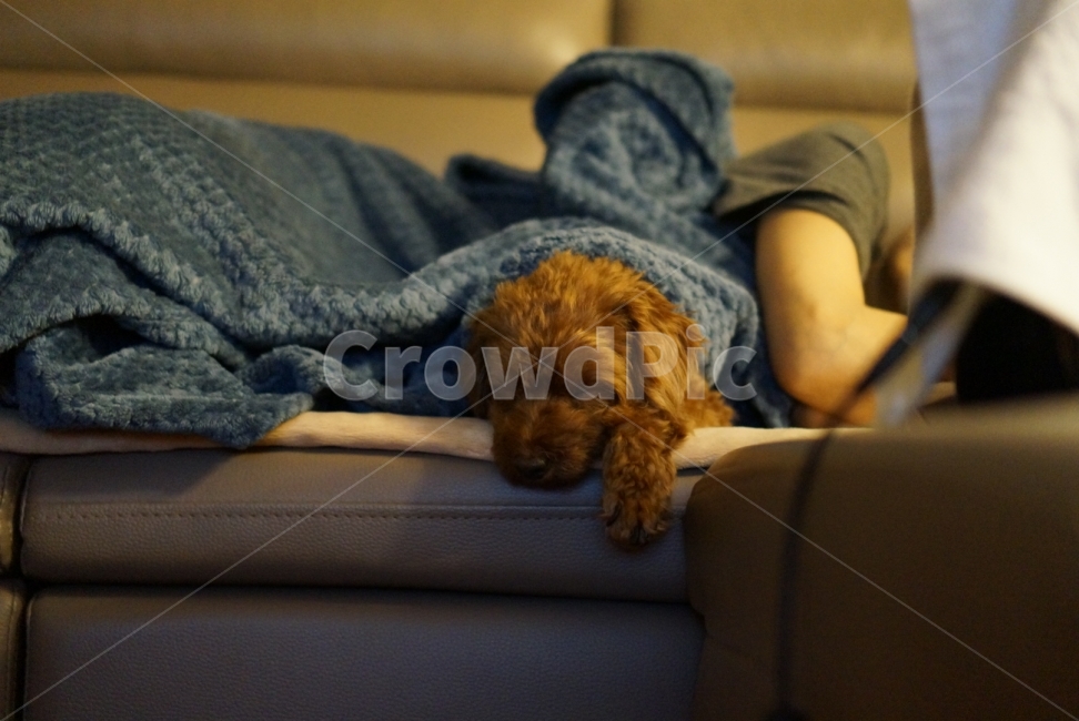 강아지,멍멍이,댕댕이,개,강아지사진,푸들,갈색푸들,동물,animal,포유류,mammal,개,강아지,dog,doggy,사람,인물,인간,human,person,휴식,힐링,rest,relaxation,healing