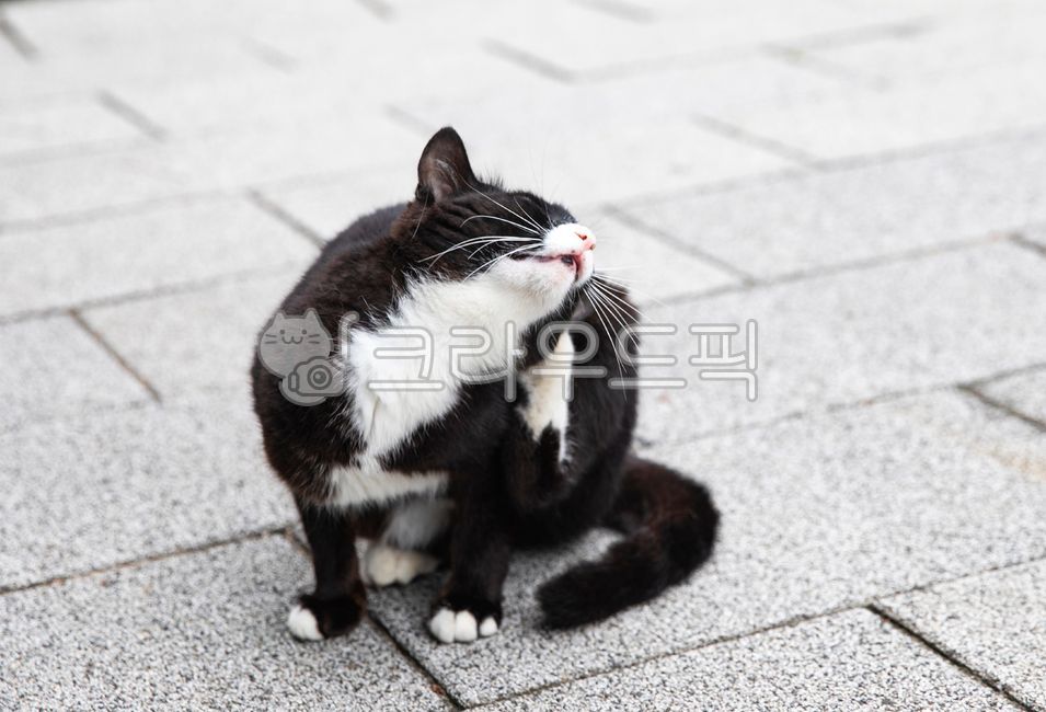 pets,pat,Meow,beast,tobbycat,kitty,Pets,pet cat,meow,stray cat,Black cat,cat,blckcat,patcat,animal,straycat,pet