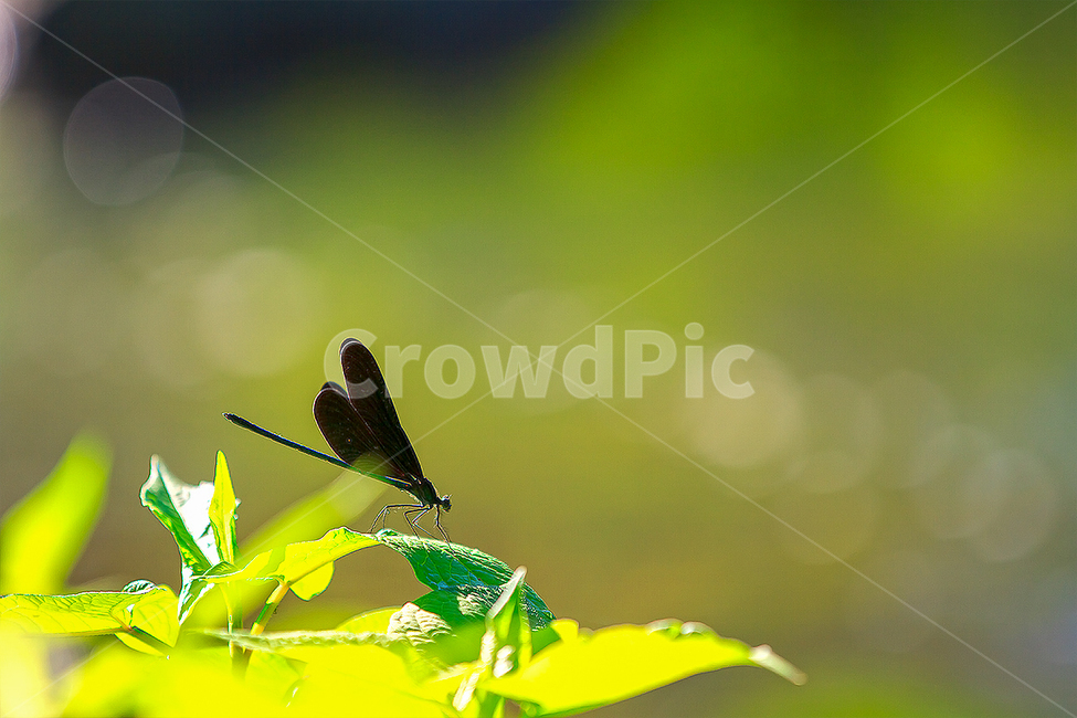 빛망울,잠자리,자연,햇살,생태사진,동물,animal,곤충,벌레,insect,bug,휴식,힐링,rest,relaxation,healing
