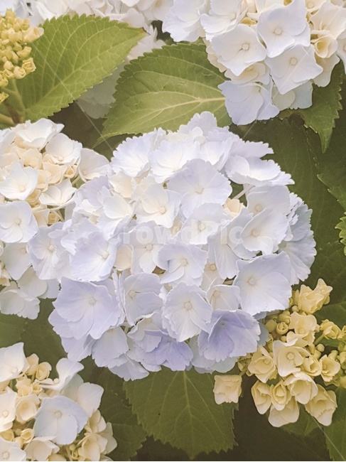 통영수국,꽃다발,수국축제,수국,bigleafhydrangea