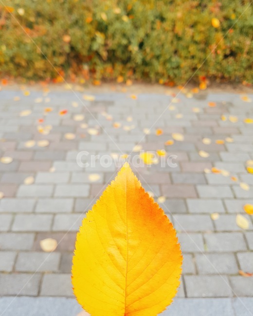 가을,낙엽,거리,감성,배경,가을,계절,fall,autumn,season,leaf,잎,plant,식물