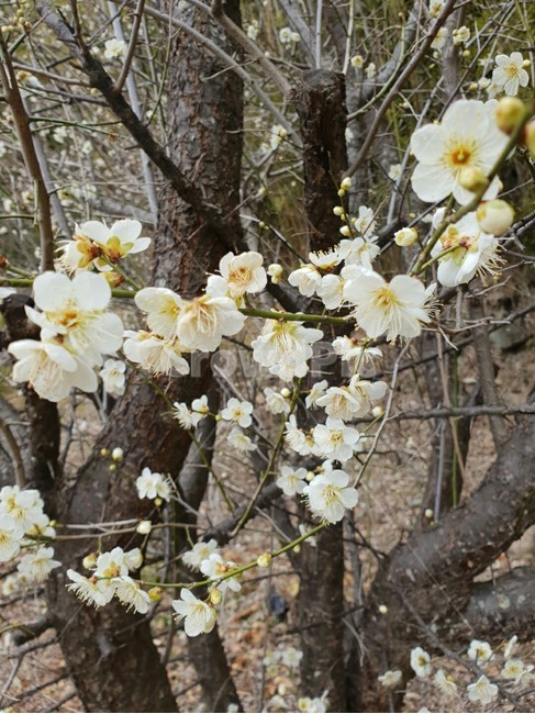 식물,plant,tree,나무,자연,nature,매화,매실나무,매화꽃,꽃,flower,하얀,흰꽃,plum,ume,봄,spring