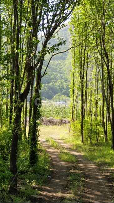 plant,식물,tree,가로수,숲,오솔길,나무길,시골,산림,길,숲길,나무,나무,trees,wood