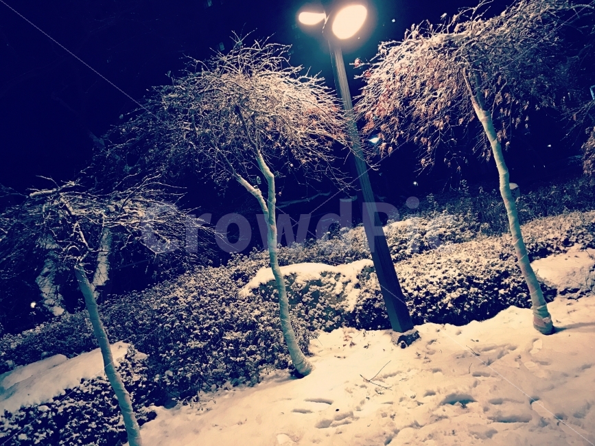 겨울,나무,눈,야경,불빛,가로수,전봇대,겨울,계절,winter,season,야경,밤,풍경,nightscape,night,landscape,식물,자연,plants,nature,나무,trees,wood