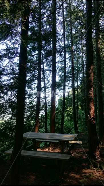 나무,숲,forest,tree,편백나무,히노키,hinoki,편백나무숲,nature,자연,green,초록,하동,하동편백나무숲,물안골,물안골용용편백림