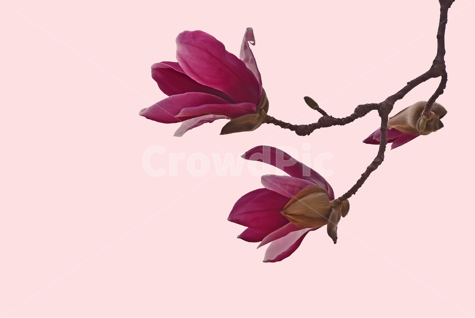 True purple,Spring background,oriental,magnolia flower,flower,3 bunches,spring flowers,magnolia,purple flower,plant,purple,tree flower
