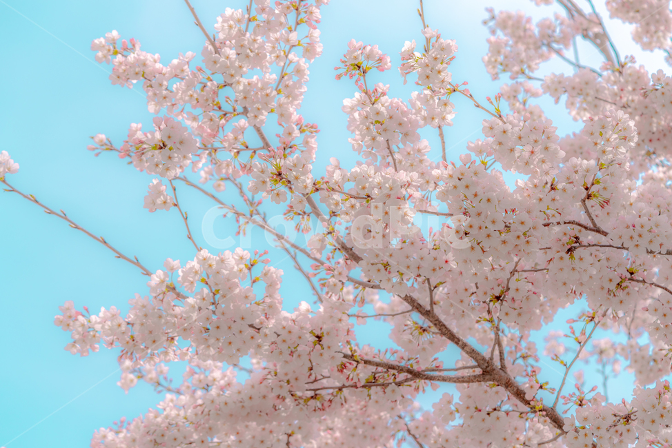 cherryblossom,cherry,background,season,pink,natural,nature,blossom,plant,beautiful,flower,spring,tree,bloom,fullbloom,벚꽃,버찌,벚나무,배경,벚꽃시즌,분홍,핑크,자연,식물,아름다움,꽃,봄,나무,만개,unrealistic,animation,distinctive,mood,비현실적인,애니메이션,독특한,분위기,sky,skybackground,하늘,하늘배경,pastelcolor,fairytale,파스텔톤,동화,봄,계절,spring,season