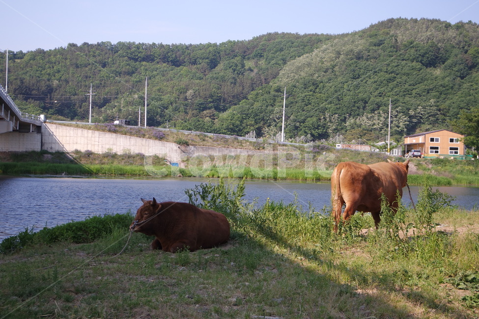 소,하천,자연,풍경,nature,field,들,cow,동물,animal,가축,황소,동물,animal,포유류,mammal