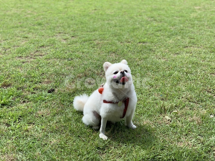 강아지,dog,포메라니안,포메라니언,개,반려견,산책,산책줄,목줄,잔디,초록색,흰색강아지,크림색포메라니언,포메,뽀메,귀여운강아지,강아지목걸이,개산책
