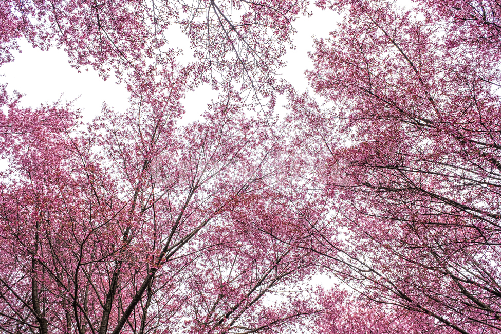 plant,식물,flower,꽃,벚꽃,나무,봄,하늘,빛,핑크,분홍,spring,cherry,blossom,bloom,봄,계절,spring,season,식물,자연,plants,nature,꽃,flower