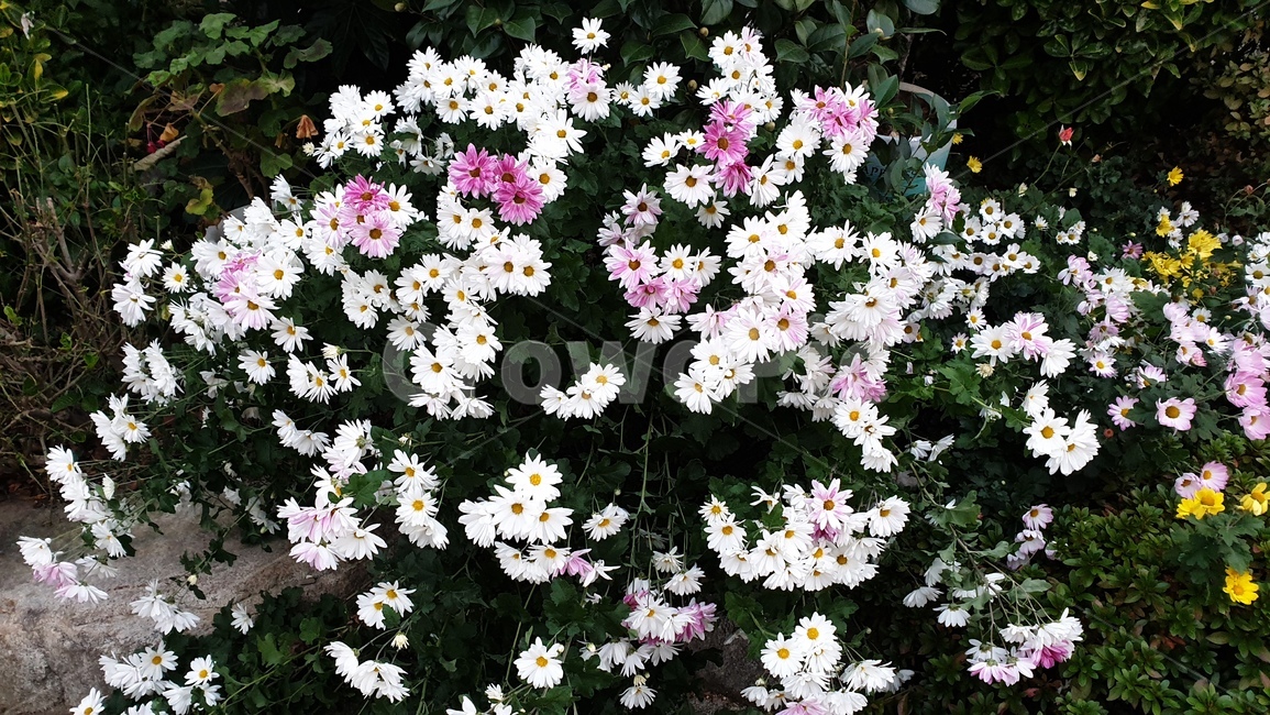 꽃,봄,식물,돌담,자연,휴식,봄꽃,flower,blossom,plants,spring,nature,rest,힐링,healing,relaxation,작은꽃,감성,feeling,sensible,계절,season