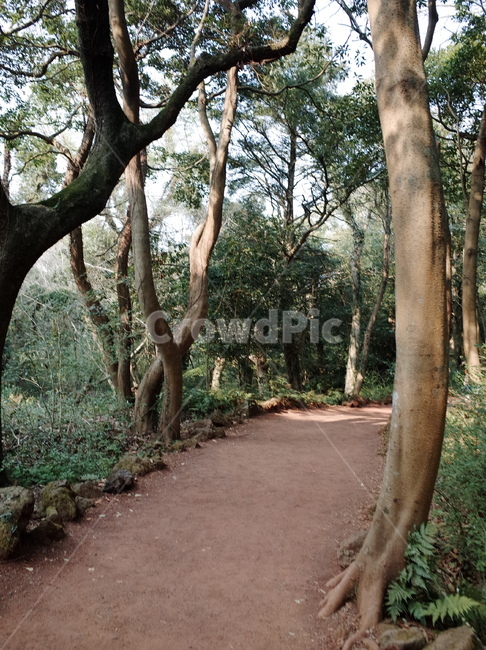 나무,식물,숲,자연,나뭇가지,나뭇잎,풍경,힐링,신선함,상쾌함,배경,plants,tree,trees,wood,forest,nature,feeling,정화,초록,green