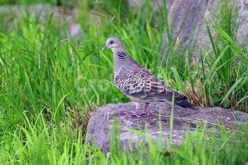 조류,비둘기,멧비둘기,탐조,잔디,동물,animal,조류,새,birds