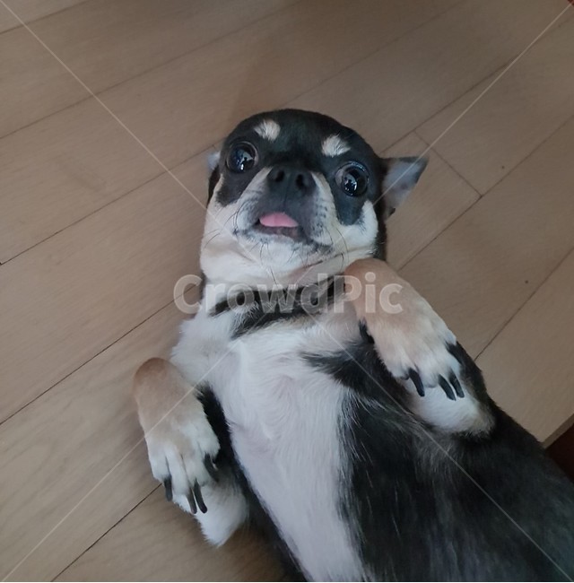 동물,강아지,치와와,블랙탄,단모치와와,반려견,애완견