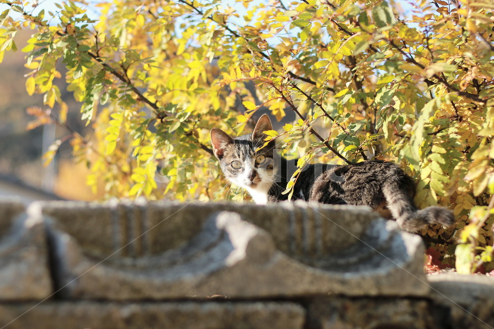 가을,담벼락,고양이,길냥이,해질녘,동물,동물,animal,포유류,mammal,고양이,cat,kitten,kitty
