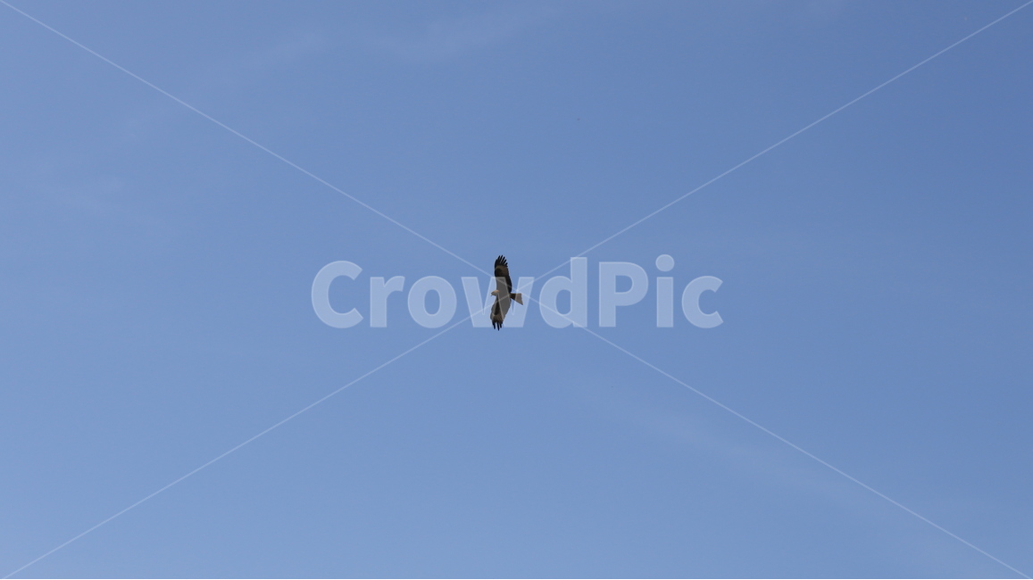 하늘,sky,매,동물,blue,푸르른,광활한,자연,nature