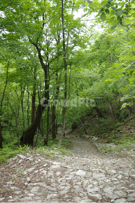 길,숲,나무,식물,산길,자연,풍경,nature,landscape,path,통로,ground,바닥,gravel,자갈,dirt road,흙길,road,도로